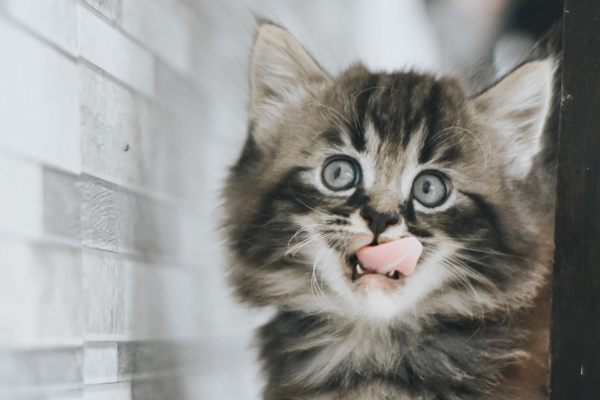 Um gato rajado cinza e preto, com olhos claros e língua de fora, olhando para o lado, em frente a uma parede cinza.